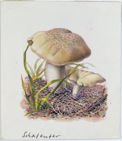 Estudio de hongos de Josef Fleischmann